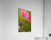 Floral Delight Acrylic Print