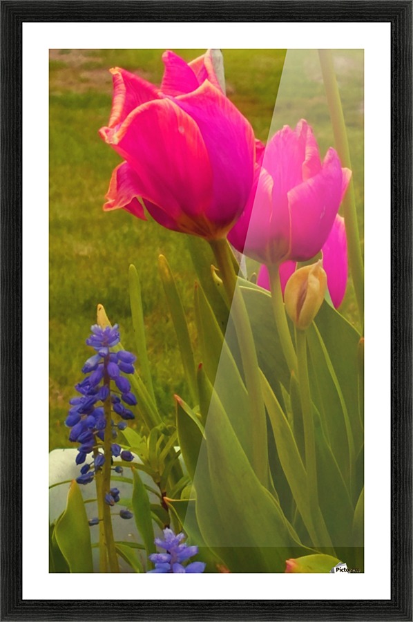 Floral Delight Picture Frame print