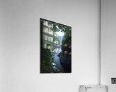 Man Akin Acrylic Print
