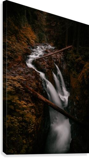 Golden Dreams Canvas Print