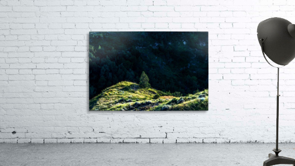 Lonesome Tree Wall Preview