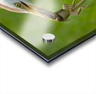 Lizard Lunch 2230 Acrylic print