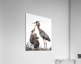 Quiet Down 2083 Acrylic Print