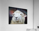 Happy Sheep 488 Acrylic Print