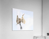 Beautiful  2249 Acrylic Print