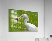 Lizard Lunch 2230 Acrylic Print