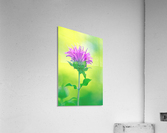 Pink  Monarda 2332 Acrylic Print