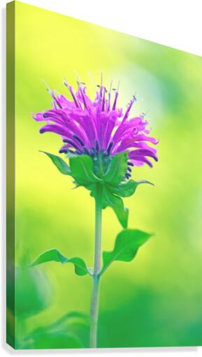Pink  Monarda 2332 Canvas Print