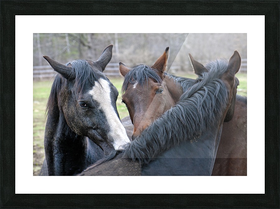 Three Horses 235 Picture Frame print