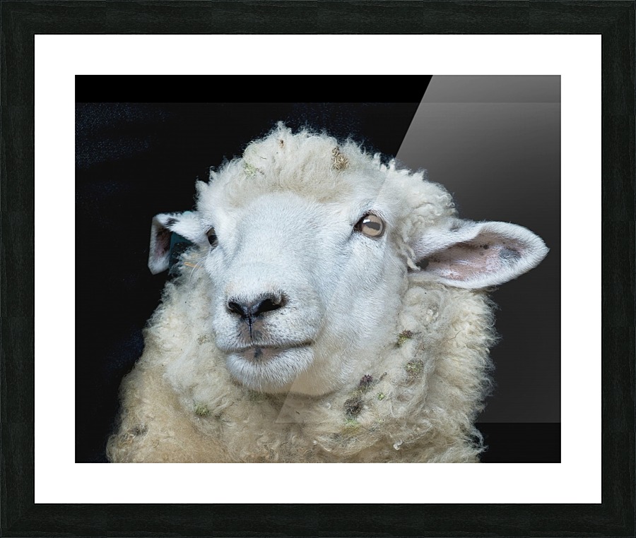Happy Sheep 488 Picture Frame print