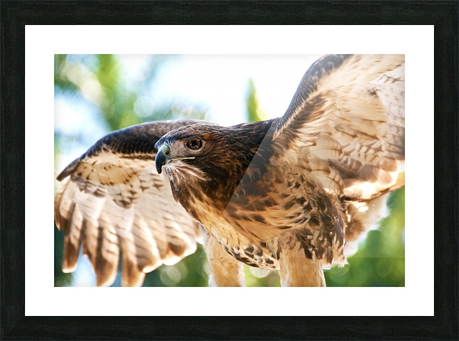 Red-tailed Hawk 187 Picture Frame print
