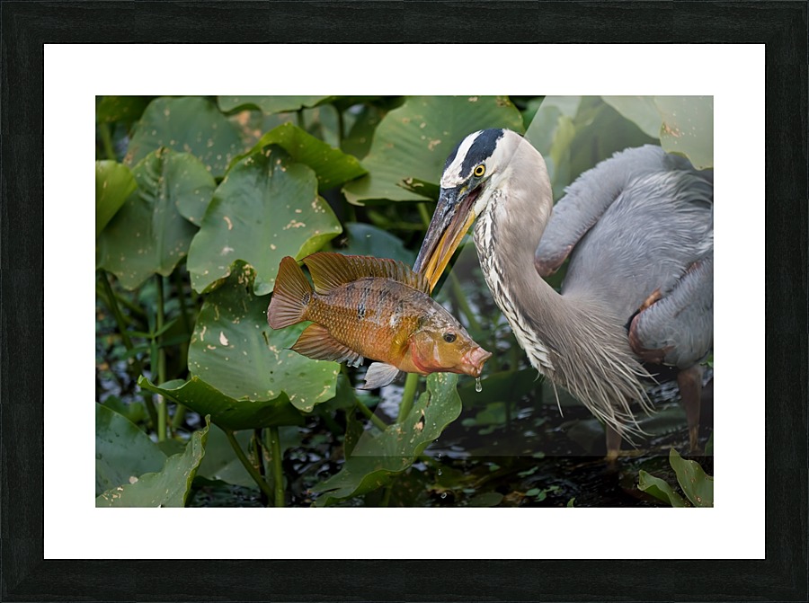 Big Fish 2144 Picture Frame print