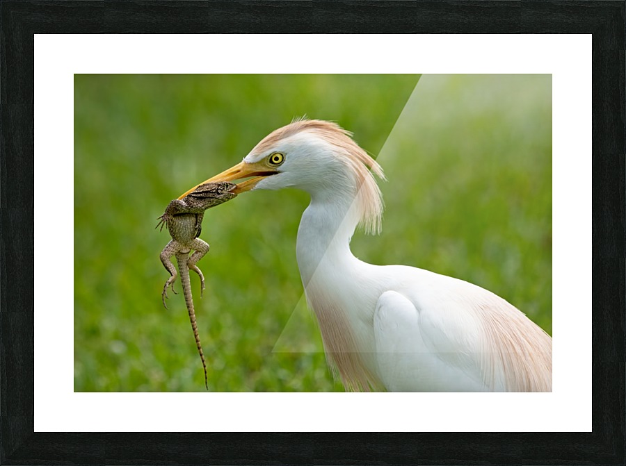 Lizard Lunch 2230 Picture Frame print