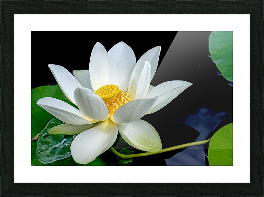 Love 1879 Picture Frame print