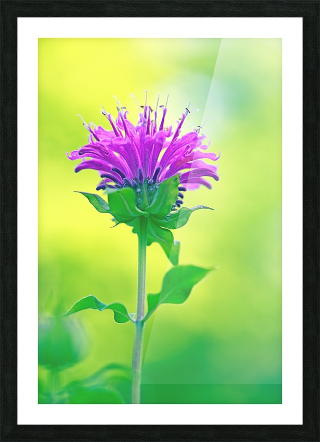 Pink  Monarda 2332 Picture Frame print