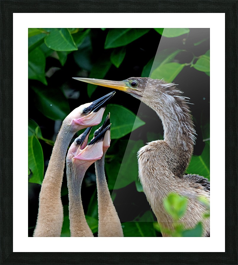 Feed Us 2240 Picture Frame print