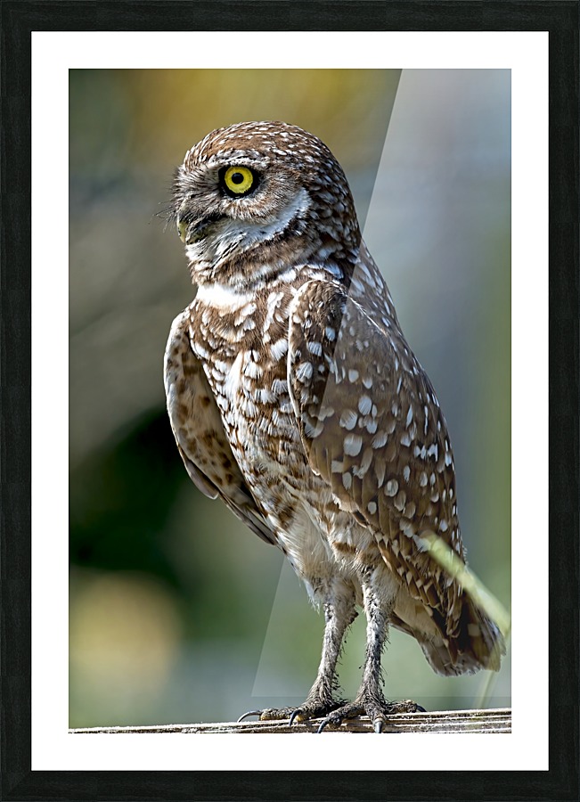 Burrowing Owl 1043 Picture Frame print