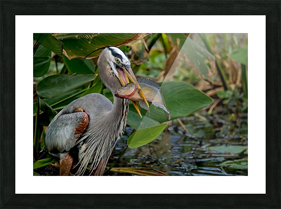 The Catch 2532 Picture Frame print