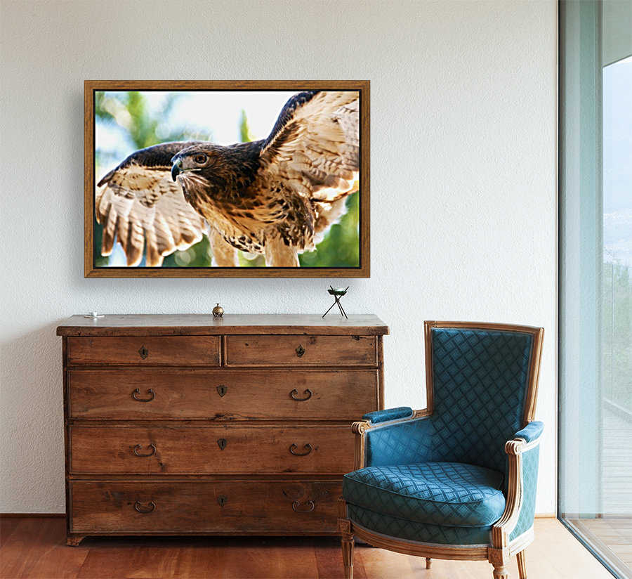 Red-tailed Hawk 187 Reproduction