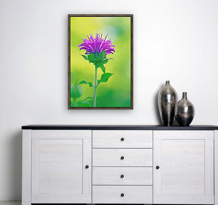 Pink  Monarda 2332 Reproduction