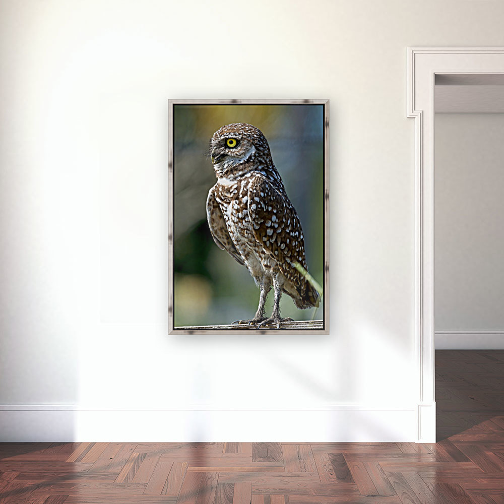 Burrowing Owl 1043 Reproduction