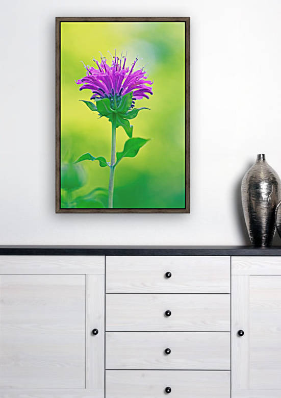 Pink  Monarda 2332 by Matthew Lerman