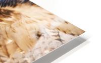 Red-tailed Hawk 187 HD Metal print