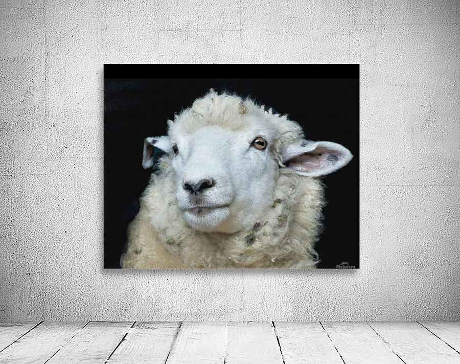 Happy Sheep 488 Wall Preview