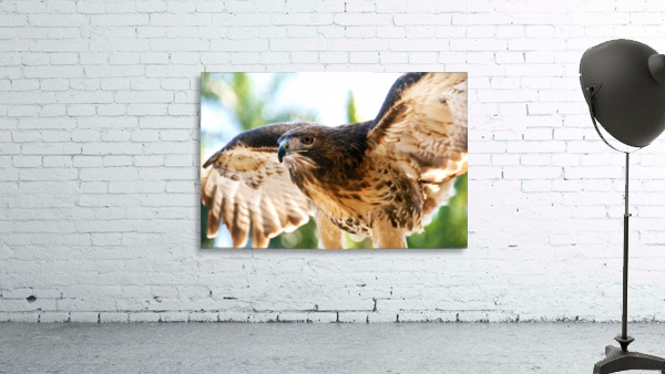 Red-tailed Hawk 187 Wall Preview