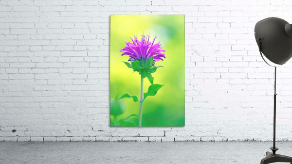 Pink  Monarda 2332 Wall Preview