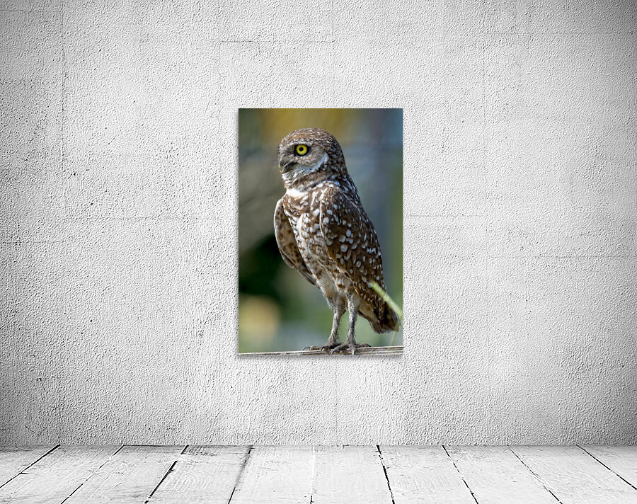 Burrowing Owl 1043 Wall Preview