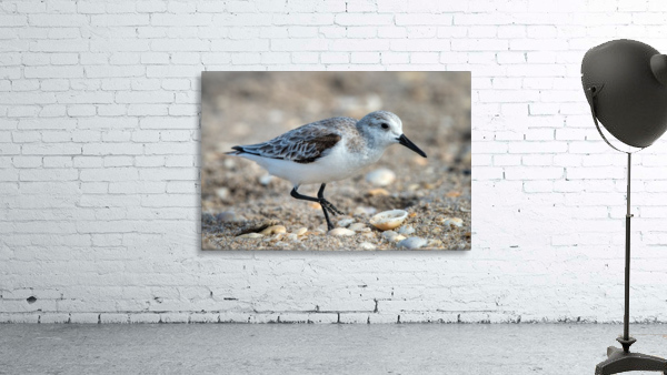 Sanderling 2491 Wall Preview