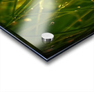     herbes  fine Acrylic print