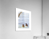 canards Acrylic Print