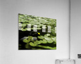  101nenuphar Acrylic Print