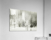 Givre Acrylic Print