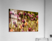 tulipes   Acrylic Print