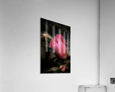 Eclosion rose   Acrylic Print