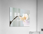 Orchidee Acrylic Print