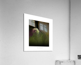 pissenlit  Acrylic Print