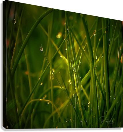     herbes  fine Canvas Print