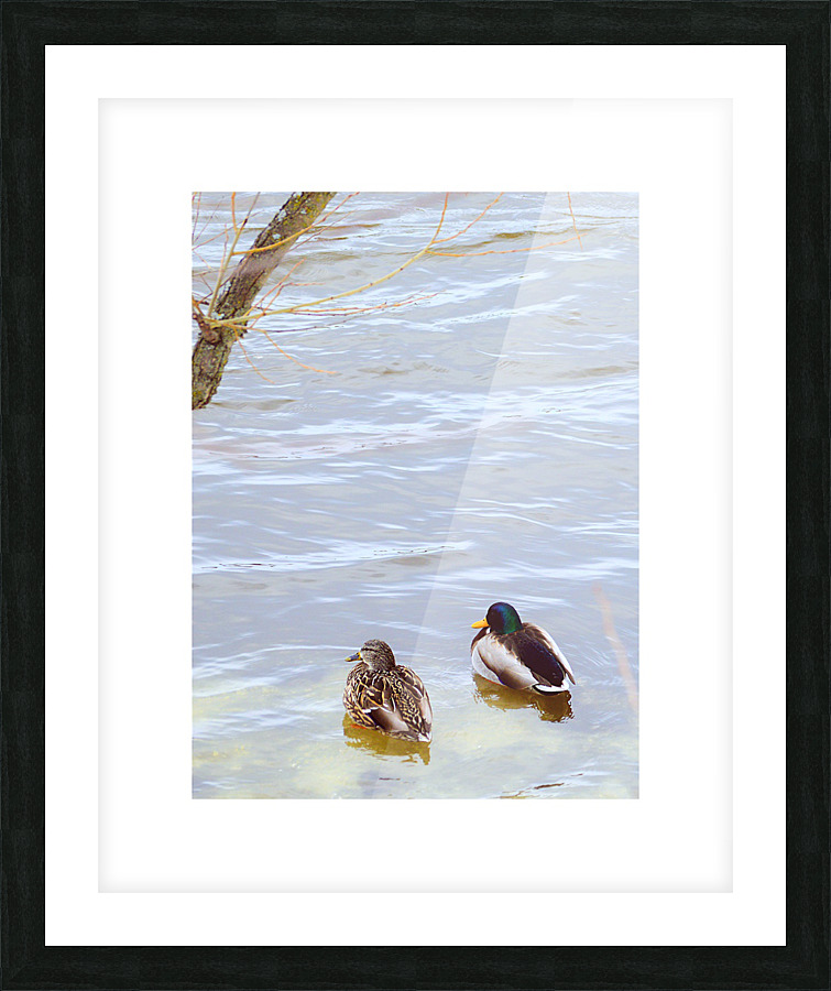 canards Picture Frame print