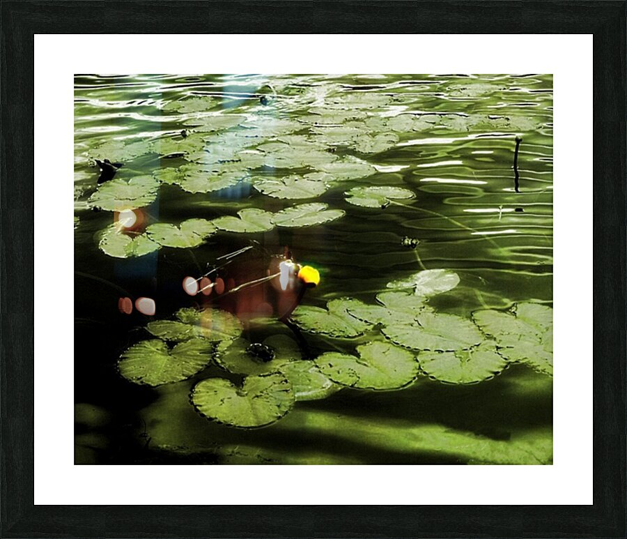  101nenuphar Picture Frame print