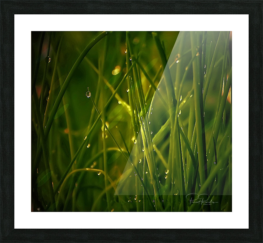    herbes  fine Picture Frame print