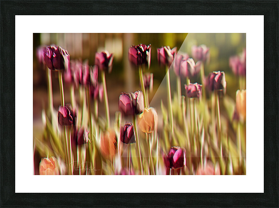 tulipes   Picture Frame print