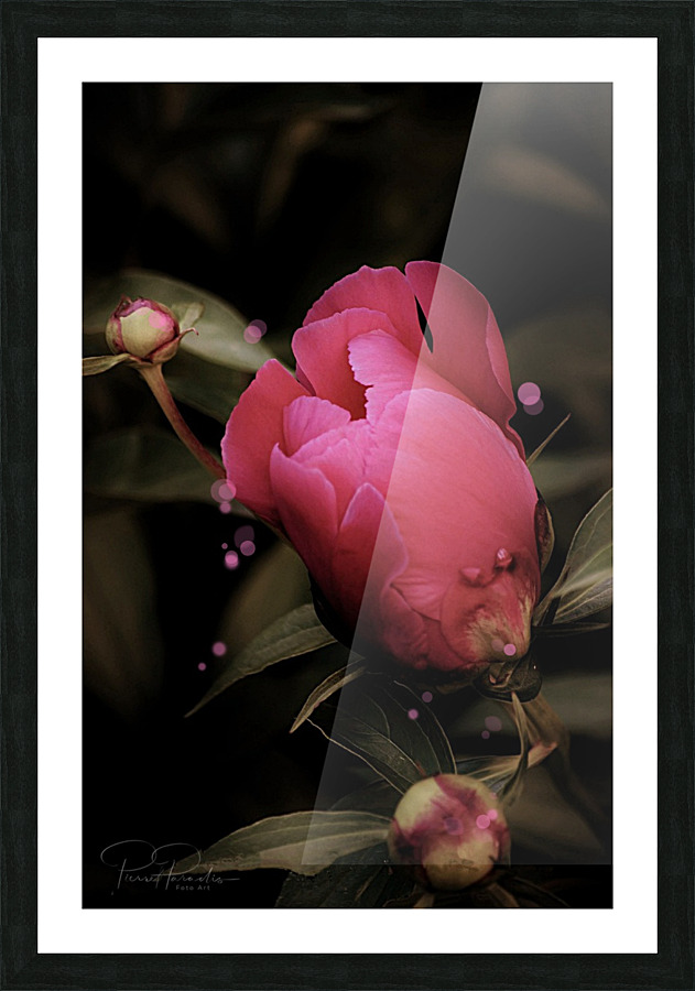 Eclosion rose   Picture Frame print