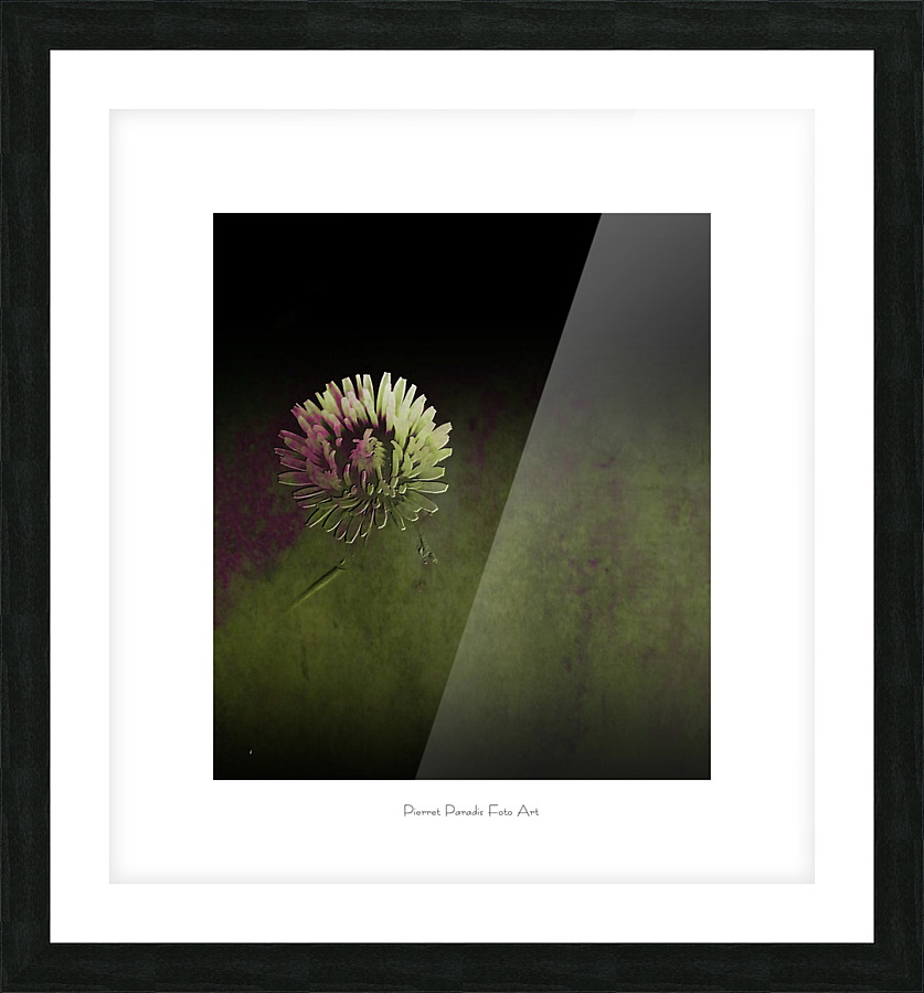 pissenlit  Picture Frame print