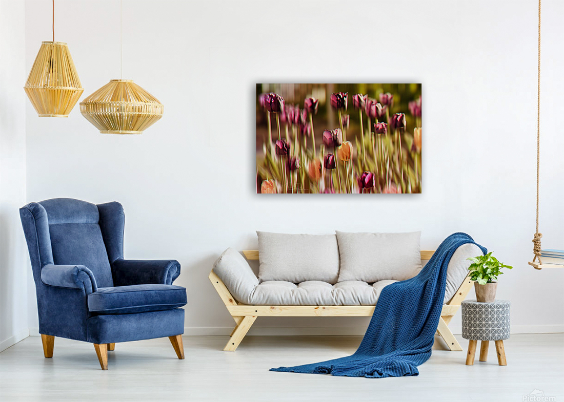 tulipes   Reproduction