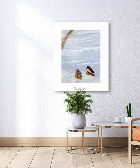 canards by Pierret Paradis Foto Art
