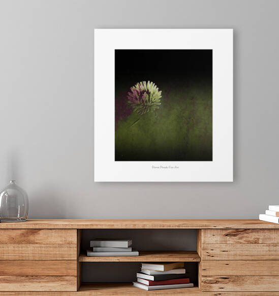 pissenlit  by Pierret Paradis Foto Art